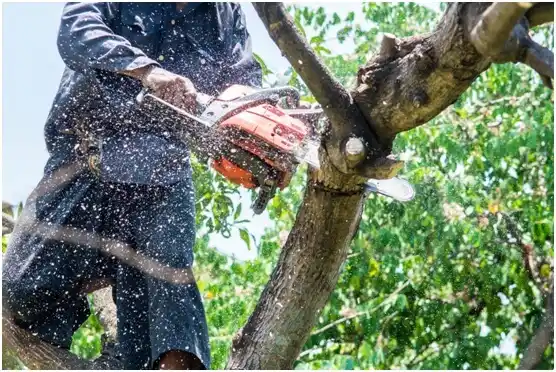 tree services South Riding